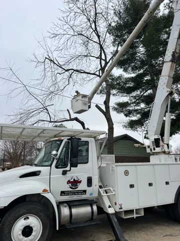 Stump Grinding & Removal