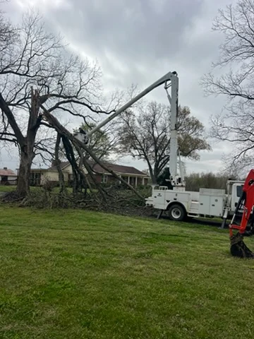 Tree Removal